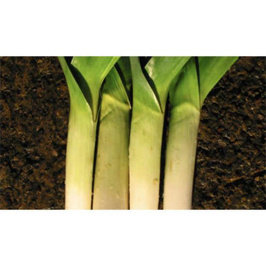 Image Title LEEK; Autumn Giant/Hannibal